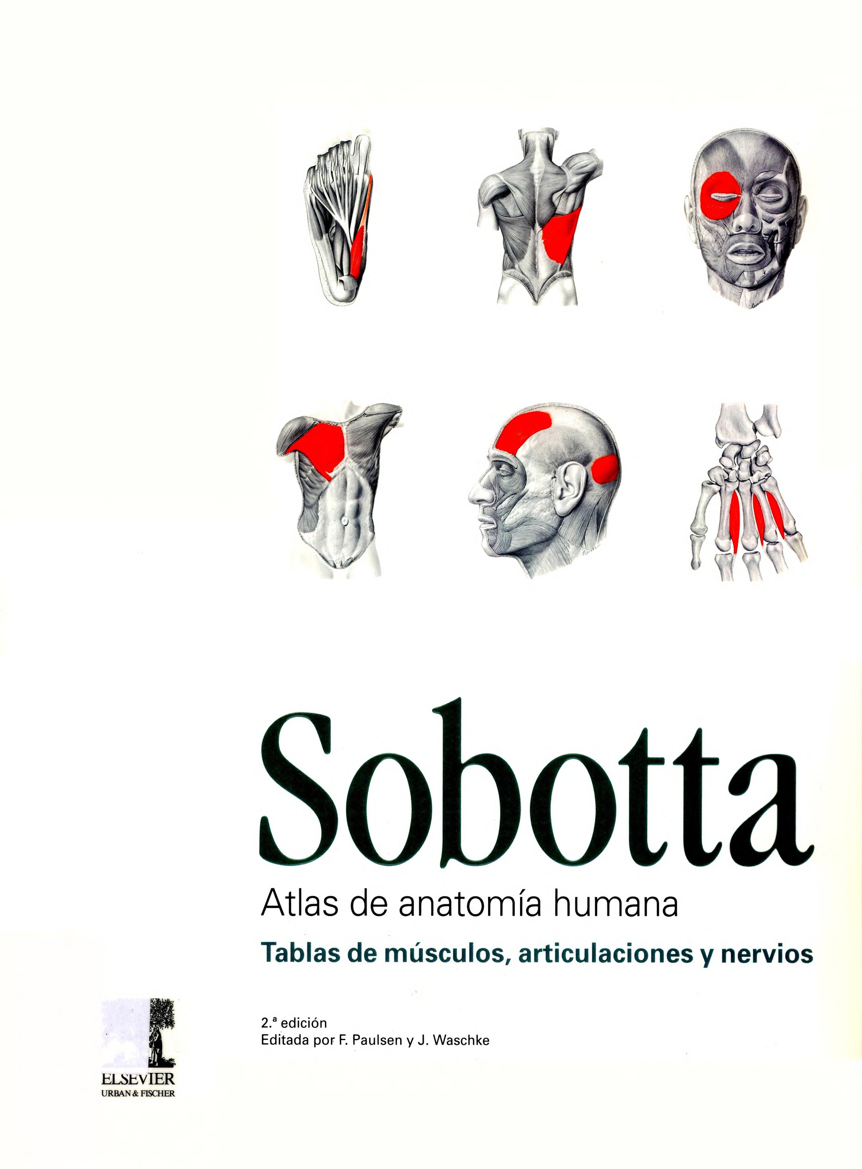 Portada Sobotta : atlas de anatomía humana : tabla de músculos, articulaciones y nervios
